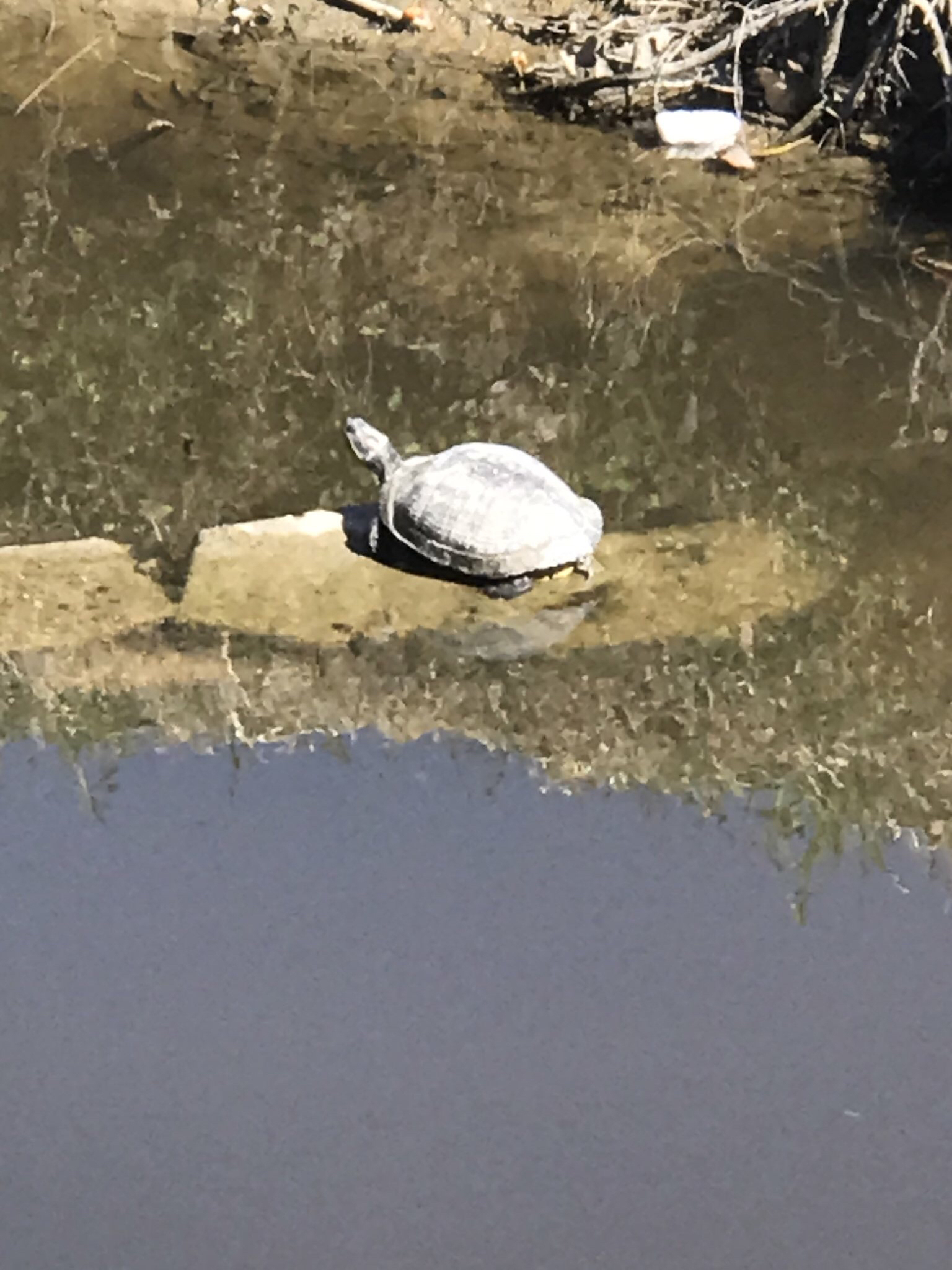 a turtle boldy basking in the sunlight